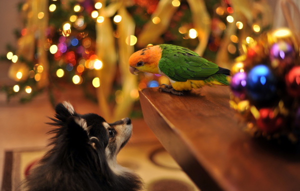 The dog and parrot Christmas meet