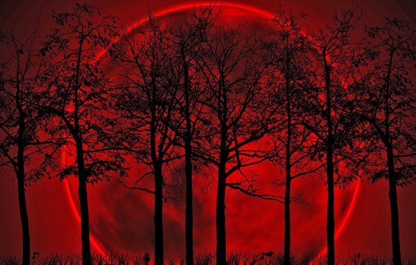 Деревья на фоне кровавой луны
