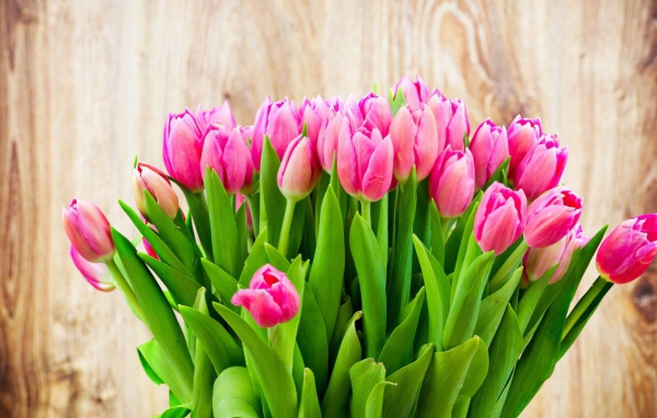 Tenderly pink tulips in a bouquet on March 8