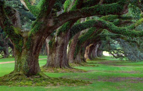 Аллея старых могучих деревьев в парке