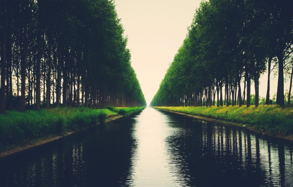 Аллея деревьев на берегу канала