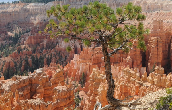 Дерево на фоне каньона Брюса