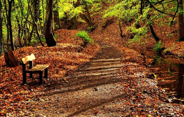 Деревянная скамья на усыпанной листьями аллее