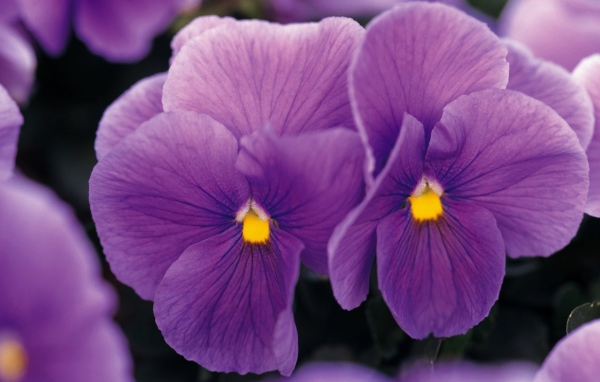 Фиолетовые цветы с желтой сердцевиной
