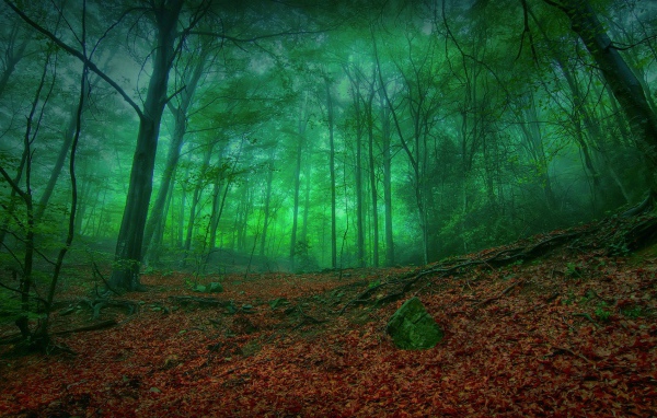 Мистический зеленый лес