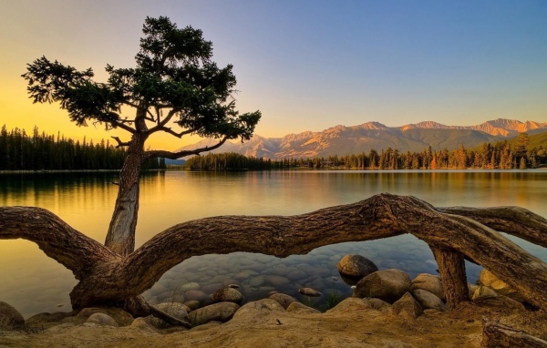 Дерево выросло на берегу озера