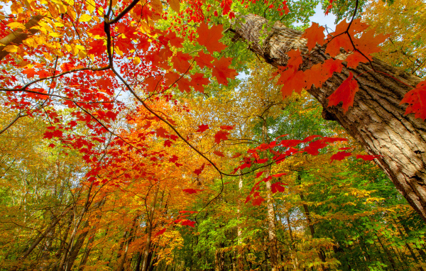 Осень в лиственном лесу