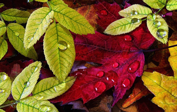 Красные и зеленые осенние листья