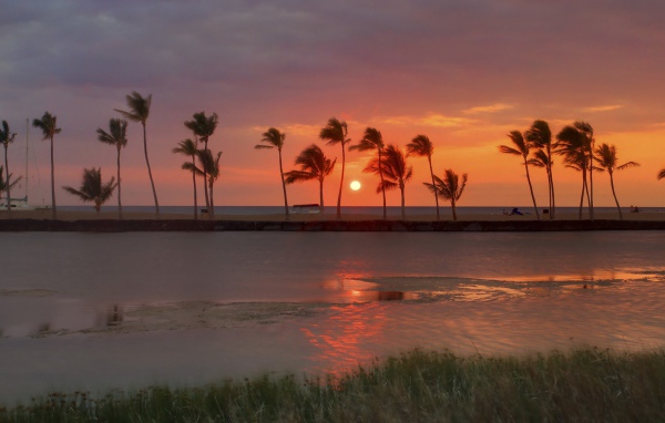 Ряд пальм на берегу моря на фоне заката