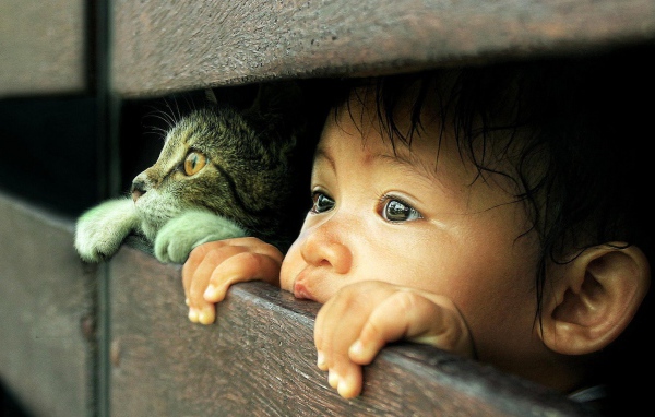 Любознательные кот и малыш