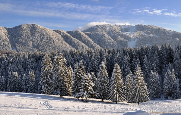 Деревья аккуратно укрыты снегом