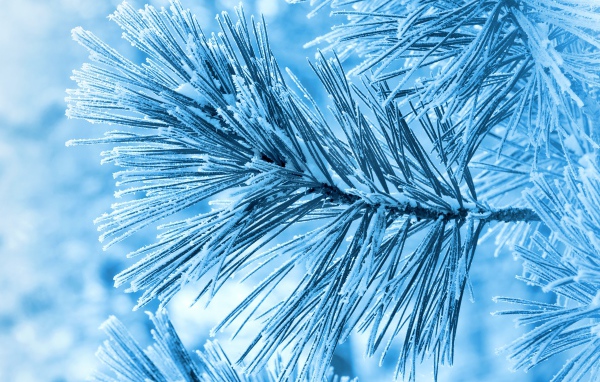 	   Pine branch in the frost