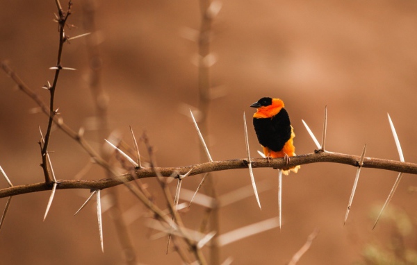 Черно оранжевая птица на колючей ветке