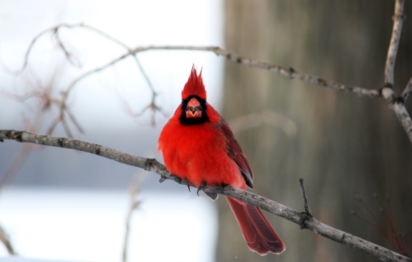 Птица красный кардинал на ветке