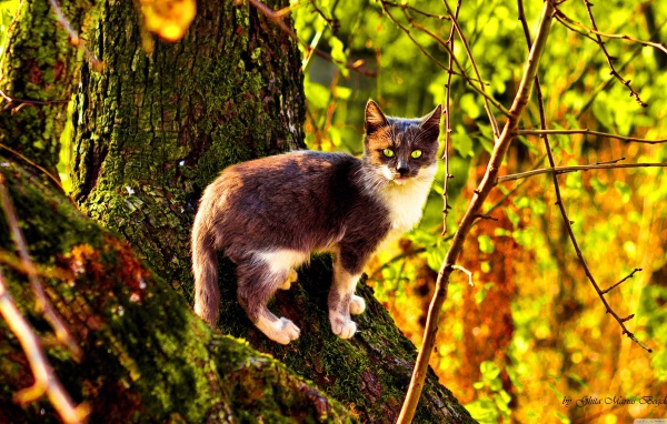 Кот на поросшем мхом дереве