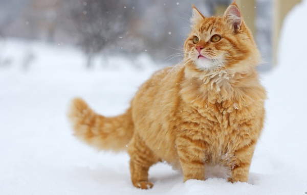 Пушистый рыжий кот на снегу