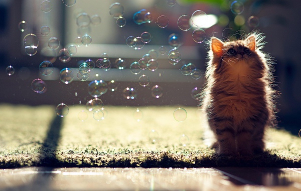 Пушистый котенок в облаке мыльных пузырей