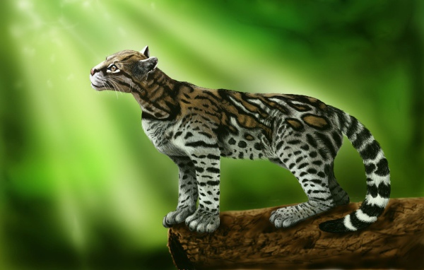 Ocelot cat stands on a green background