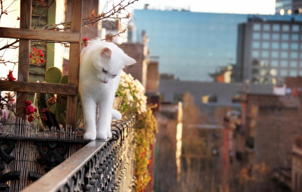 Белый кот на краю балкона