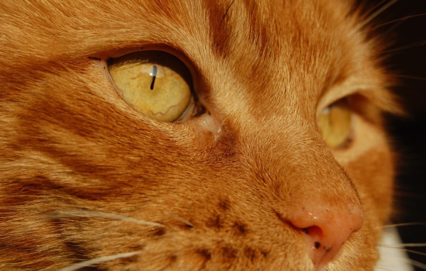 Yellow eyes red cat