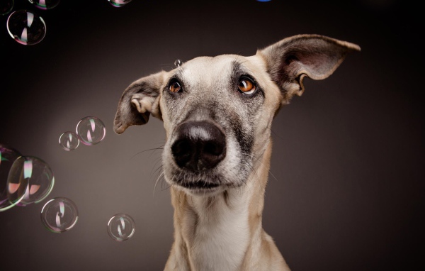 Растерянный пес среди мыльных пузырей