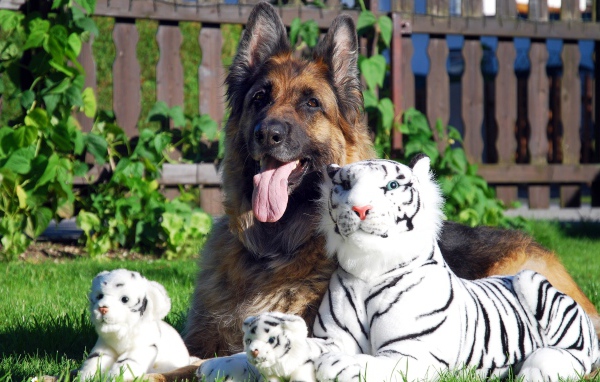 Немецкая овчарка с игрушечными тиграми