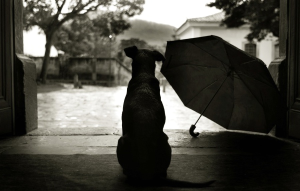 Собака смотрит на дождь на улице
