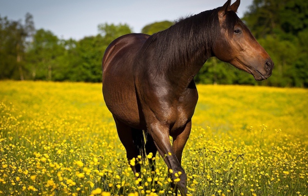 Конь резвится на желтом поле