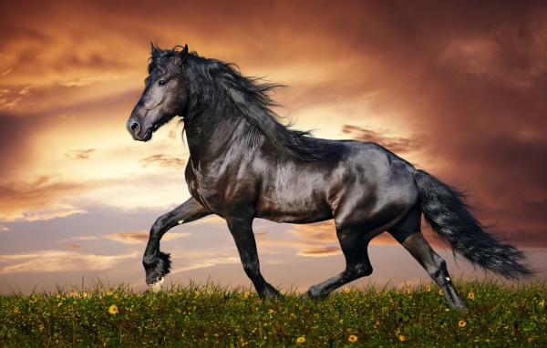 Блестящий черный конь на фоне неба