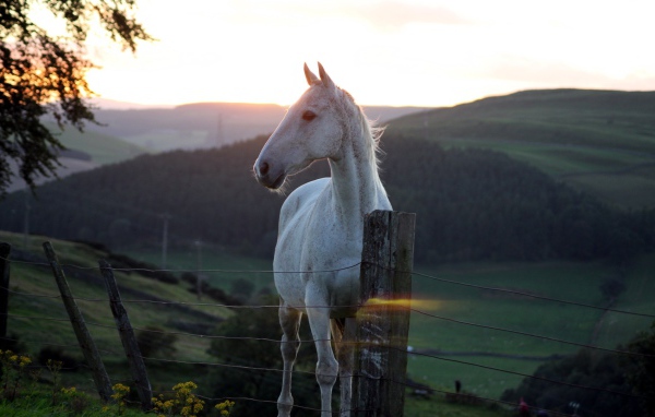 Белая лошадь за забором на фоне заката
