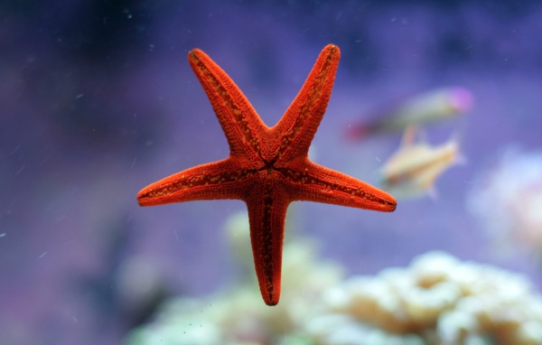 Небольшая морская звезда красного цвета