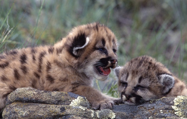 Новорожденные котята леопарда
