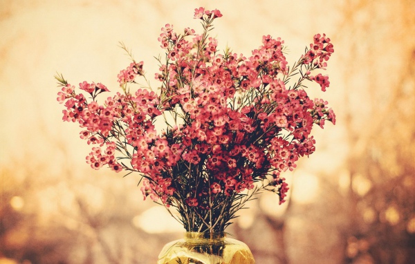 Букет полевых розовых цветов в вазе