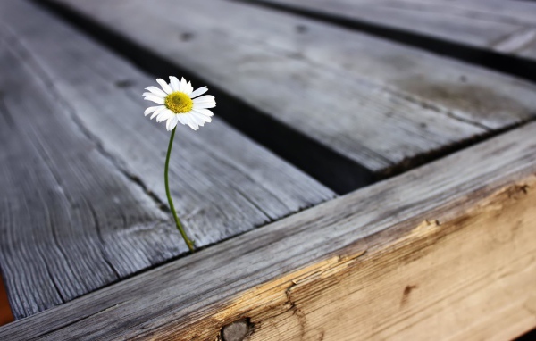 Chamomile sprouted between boards