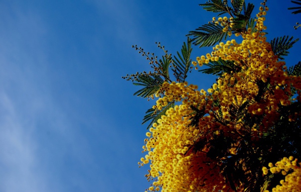 Цветы мимозы на фоне неба