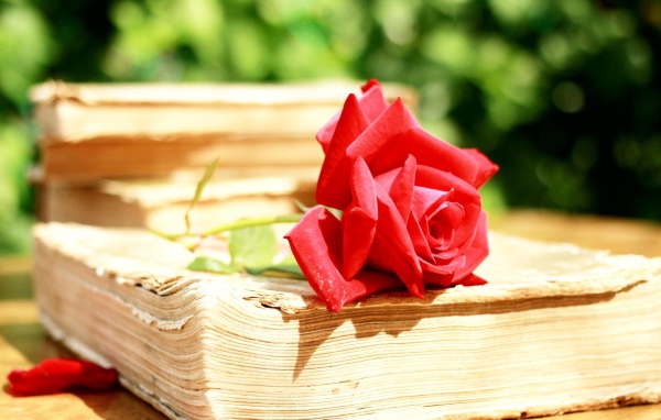 Алая роза на старой книге