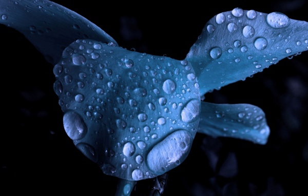 Мокрый голубой цветок