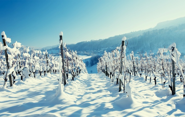 Виноградник в зимнее время