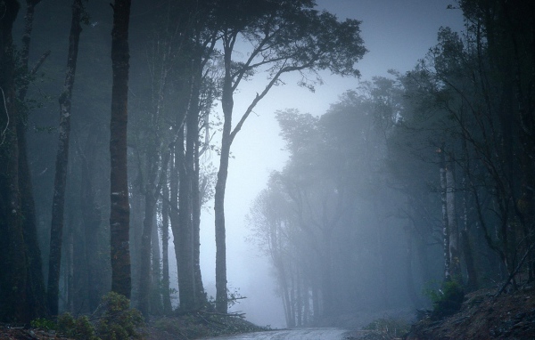 Туманный лес в Чили