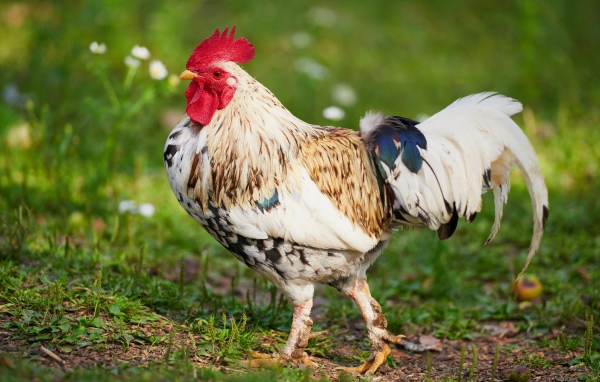 Beautiful thoroughbred cock