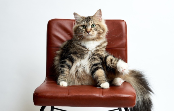 Кошка сидит в коричневом кресле на белом фоне