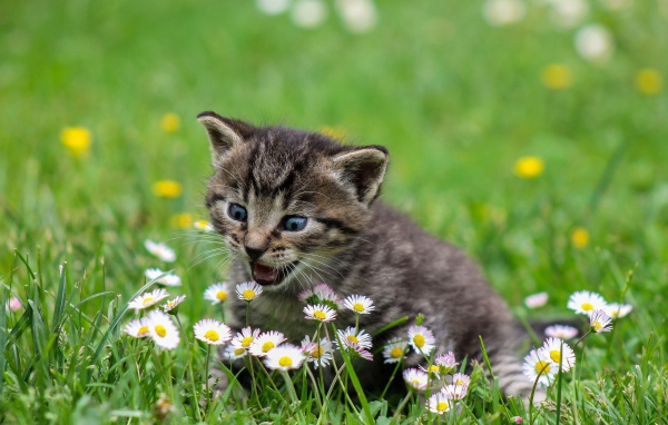 Маленький котенок сидит в зеленой траве с белыми ромашками