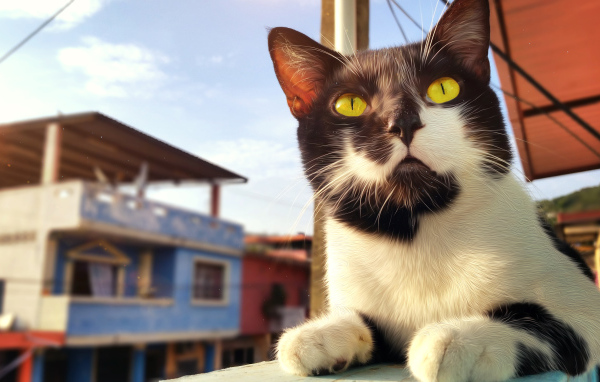 Красивый черно-белый кот с большими желтыми глазами