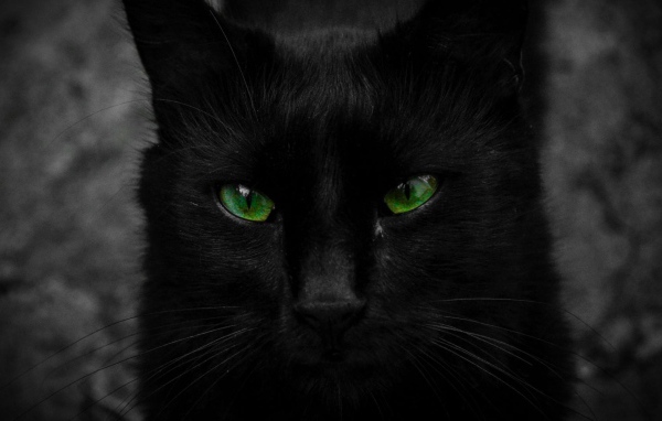 Красивый черный кот с большими зелеными глазами