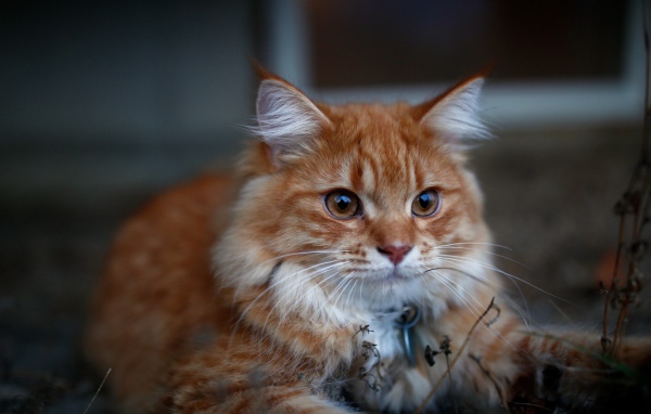 Красивый рыжий кот с кисточками на ушах 