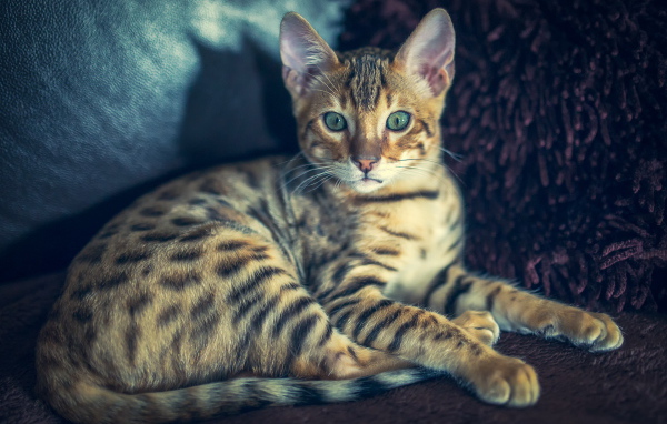 Красивая полосатая кошка с зелеными глазами 