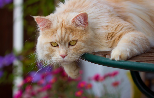 Большой красивый рыжий кот с желтыми глазами 