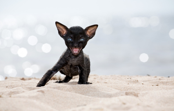 Черный котенок породы Корниш-рекс на песке