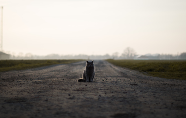 Кот британец сидит на дороге 
