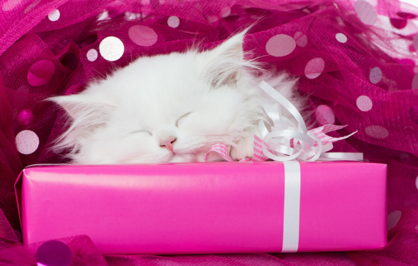 Fluffy white kitten asleep on a pink gift box